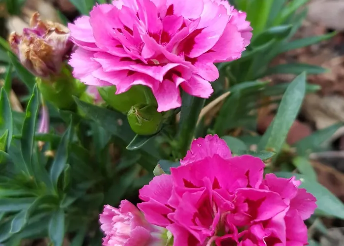 Nel Giardino Di Dafne *