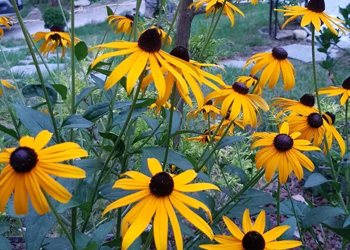 Nel Giardino Di Dafne مزرعة للإقامة *