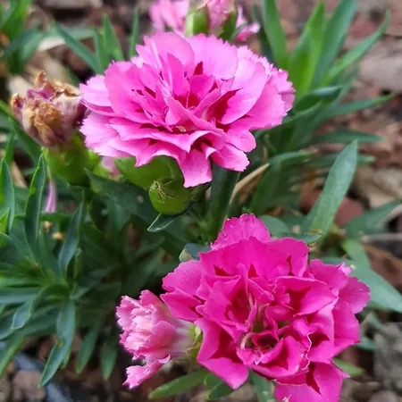 Nel Giardino Di Dafne *